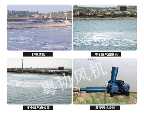 養(yǎng)殖羅茨風機 養(yǎng)殖羅茨風機